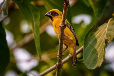 Kernbeißerweber (M) / Asian Golden Weaver