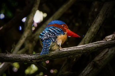 Wellenliest (M) / Banded Kingfisher