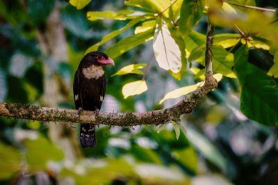 Braunkehl-Breitrachen / Dusky Broadbill