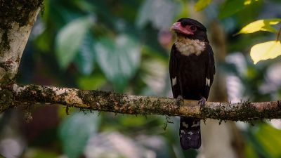 Braunkehl-Breitrachen / Dusky Broadbill