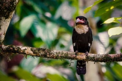 Braunkehl-Breitrachen / Dusky Broadbill