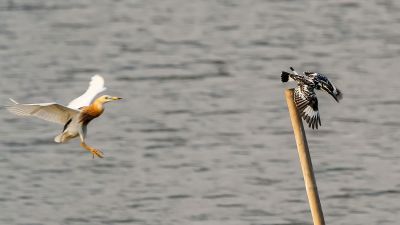 Graufischer / Pied Kingfisher