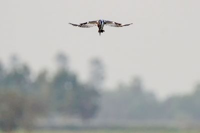 Graufischer / Pied Kingfisher