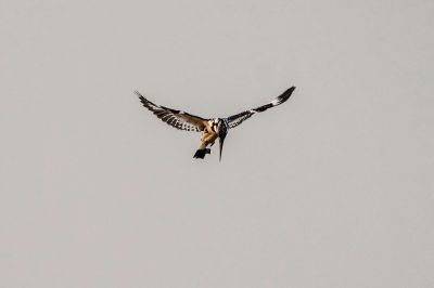 Graufischer / Pied Kingfisher