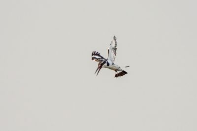 Graufischer / Pied Kingfisher