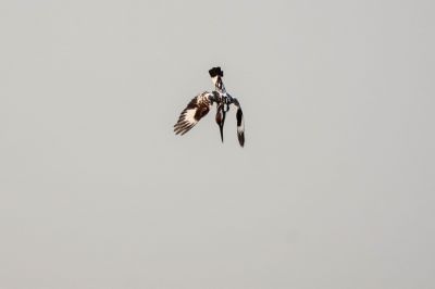 Graufischer / Pied Kingfisher