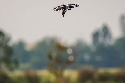 Graufischer / Pied Kingfisher