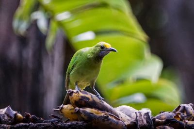 Goldstirn-Blattvogel (J) / Golden-fronted Leafbird