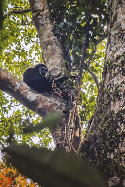 Weißhandgibbon - Lar / White-handed Gibbon - Lar Gibbon