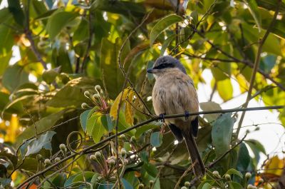 Tibetwürger / Grey-backed Shrike