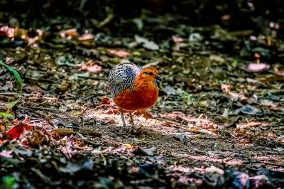 Augenwachtel / Ferruginous Partridge