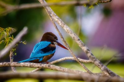 Braunliest / White-throated Kingfisher