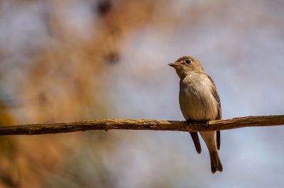 Braunschnäpper / Asian Brown Flycatcher