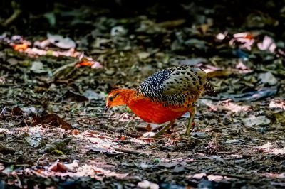 Augenwachtel / Ferruginous Partridge