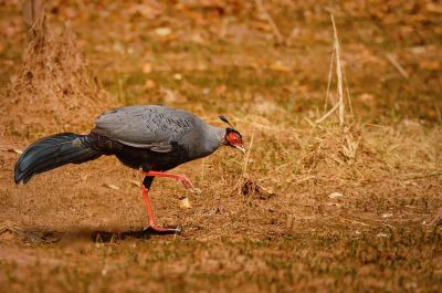 Prälatfasan (M) / Siamese Fireback