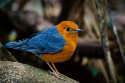 Damadrossel (M) / Orange-headed Thrush