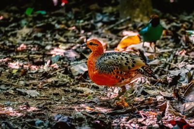 Augenwachtel / Ferruginous Partridge