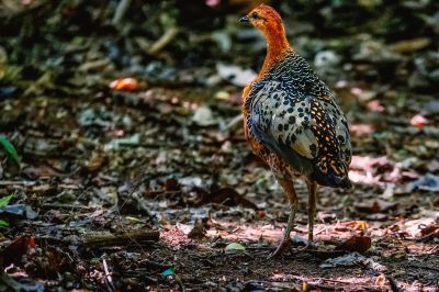 Augenwachtel / Ferruginous Partridge