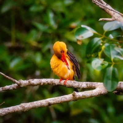 Braunflügelliest / Brown-winged Kingfisher