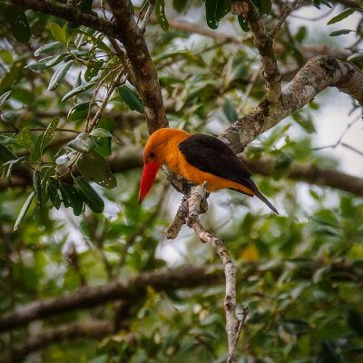 Braunflügelliest / Brown-winged Kingfisher