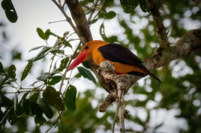 Braunflügelliest / Brown-winged Kingfisher