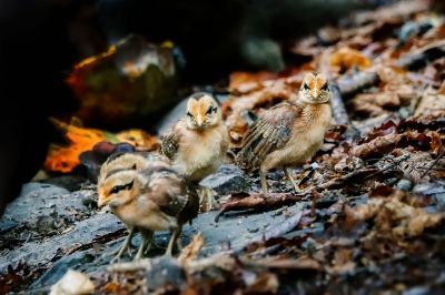 Bankivahuhn (J) / Red Junglefowl