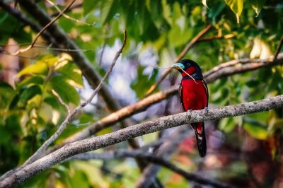 Kellenschnabel-Breitrachen / Black-and-red Broadbill