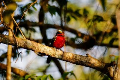 Kellenschnabel-Breitrachen / Black-and-red Broadbill