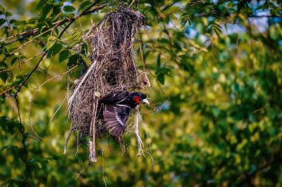 Kellenschnabel-Breitrachen / Black-and-red Broadbill