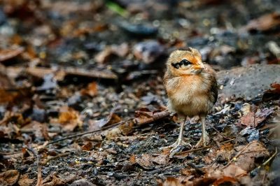 Bankivahuhn (J) / Red Junglefowl