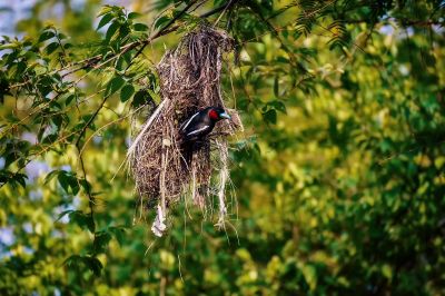 Kellenschnabel-Breitrachen / Black-and-red Broadbill