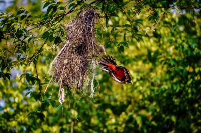 Kellenschnabel-Breitrachen / Black-and-red Broadbill