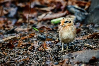 Bankivahuhn (J) / Red Junglefowl