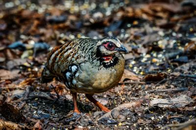 Braunbrust Buschwachtel / Bar-backed Partridge (Brown-breasted Hill-partridge)