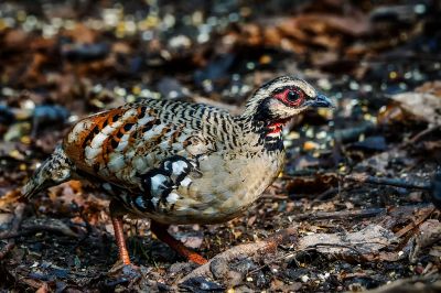 Braunbrust Buschwachtel / Bar-backed Partridge (Brown-breasted Hill-partridge)