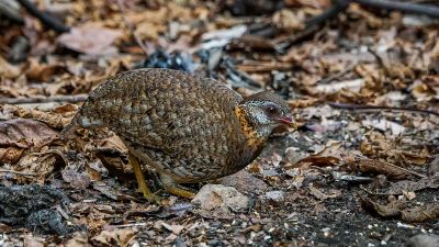 Grünfuß Buschwachtel / Scaly-breasted Partridge (Green-legged Hill-partridge)