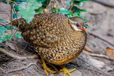 Grünfuß Buschwachtel / Scaly-breasted Partridge (Green-legged Hill-partridge)