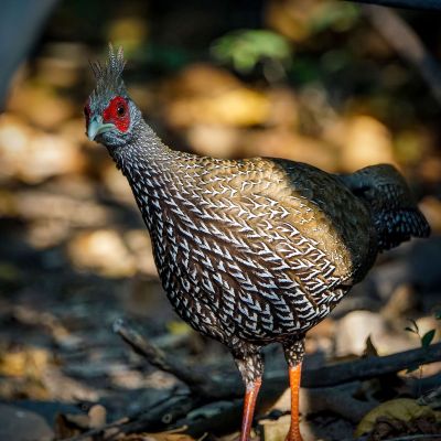 Kalifasan (W) (L.l.crawfurdii) - Kalij Pheasant