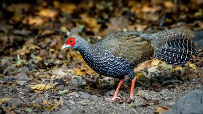 Kalifasan (W) (L.l.crawfurdii) - Kalij Pheasant