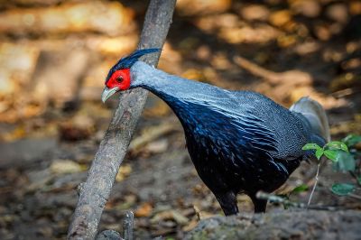 Kalifasan (M) (L.l.crawfurdii) - Kalij Pheasant