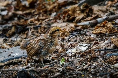 Bankivahuhn (J) / Red Junglefowl