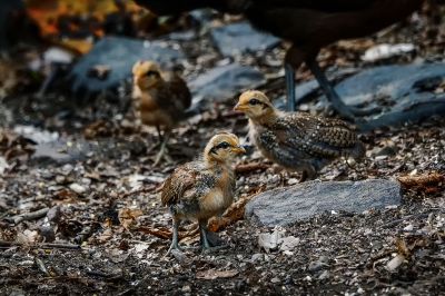 Bankivahuhn (J) / Red Junglefowl