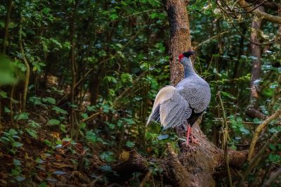 Kalifasan (M) (L.l.crawfurdii) - Kalij Pheasant