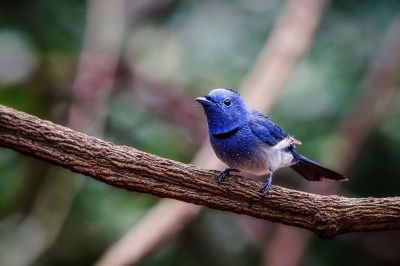 Schwarzgenickschnäpper (M) / Black-naped Monarch