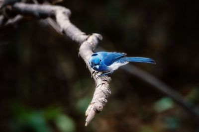 Schwarzgenickschnäpper (M) / Black-naped Monarch