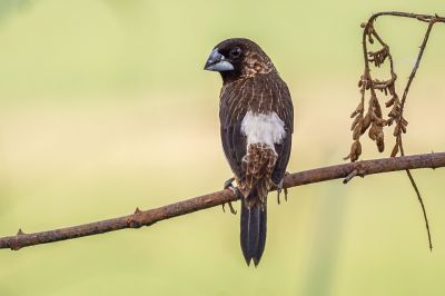 Spitzschwanz-Bronzemännchen / White-rumped Munia