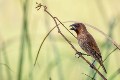 Muskatfink - Muskatbronzemännchen / Scaly-breasted Munia