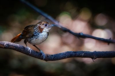 Riesensäbler / Large Scimitar-babbler