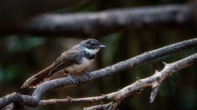 Malaienfächerschwanz / Pied Fantail