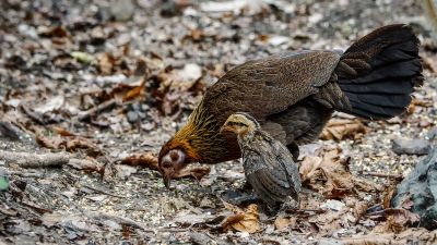 Bankivahuhn (W&J) / Red Junglefowl